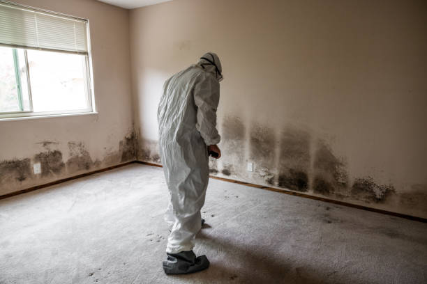 Best Mold Removal for HVAC Installations  in Cambridge, MN